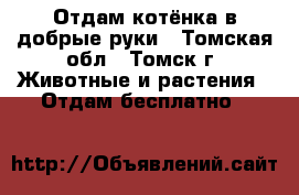 Отдам котёнка в добрые руки - Томская обл., Томск г. Животные и растения » Отдам бесплатно   
